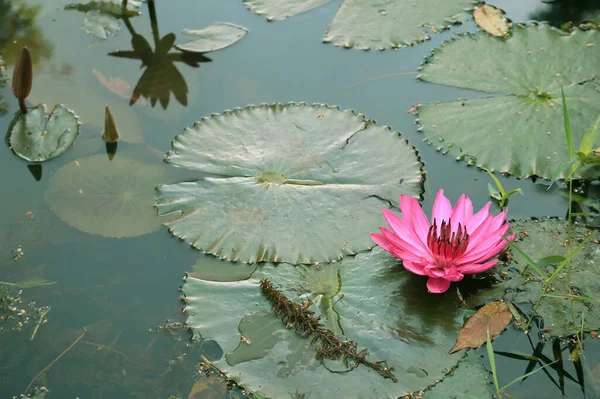 Güzel Pembe Lily Çiçeği Gölette Çiçek Açıyor — Stok fotoğraf