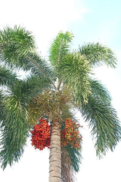 Ein Bündel Fuchsschwanzpalmenfrüchte Reift Baum — Stockfoto