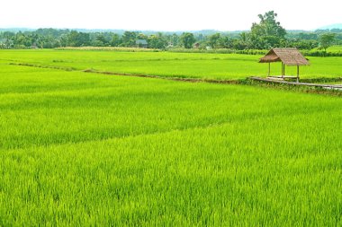 Kuzey Tayland 'da, kır tarzı pavyonları olan olgunlaşmamış pirinç bitkilerinin canlı yeşil çeltik tarlası