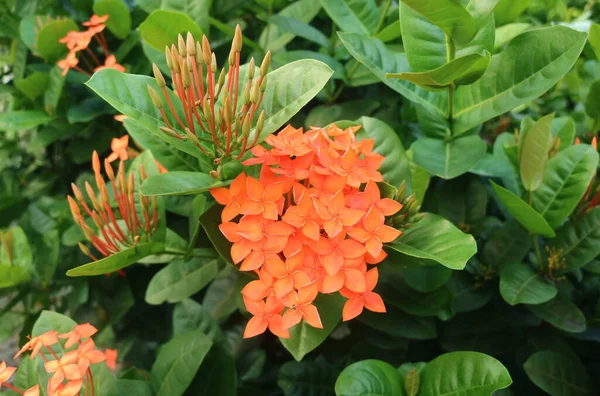 Vivido Arancione Occidentale Indiano Gelsomino Fiori Che Sbocciano Sugli Arbusti — Foto Stock