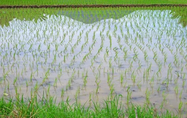 Campos Paddy Após Processo Transplante Plantas Arroz Região Norte Tailândia — Fotografia de Stock