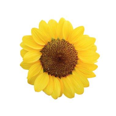 Beyaz Arkaplanda Sersemletici Sarı Ayçiçeği