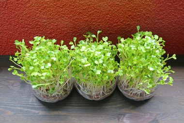 Hydroponic Daikon Microgreens or Kaiware Daikon Grown in Reuse PET Water Bottles Ready for Harvest