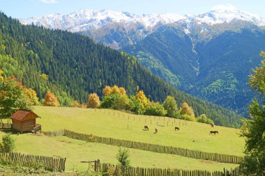 Gürcistan 'ın Svaneti bölgesindeki Mestia kasabasının dağ çiftliğindeki çayırlarda otlayan at sürüleri.