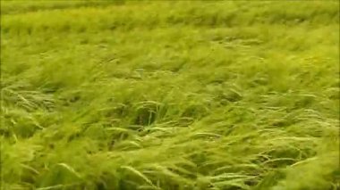 Tarladaki yeşil çimenlerin güçlü rüzgarda esişi.