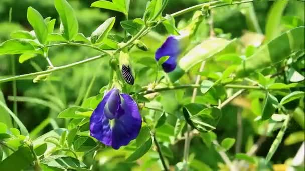 Beelden Van Bloeiende Prachtige Vlinder Erwt Aparajita Bloem Met Knoppen — Stockvideo