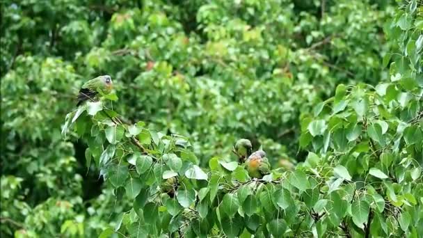 在雨中沐浴后 鸟群在菩提树上栖息的鸟群的影像 — 图库视频影像