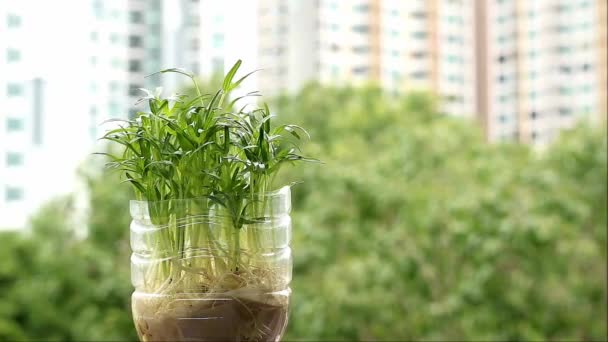 Filmagem Microgreens Hidropônicos Espinafre Água Cultivados Como Planta Doméstica Urbana — Vídeo de Stock