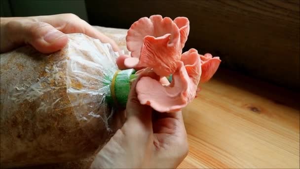 男の手の映像産卵袋から活気のあるピンクオイスターキノコを収穫 — ストック動画