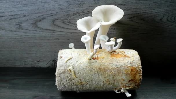 Індійські Гриби Ойстер Оточені Незрілими Шпильками Ростуть Mycelium Bock Panning — стокове відео