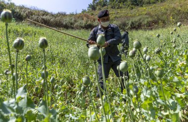 CHIANG MAI, THAILAND - 25 Şubat 2022 Tayland Sınır Devriyesi Bölge 3 yetkilisi Mae Wang bölgesinde afyon tarlasını imha etti, ham afyon eroin olarak işlenebilir. 