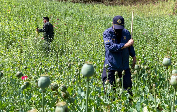 CHIANG MAI, THAILAND - 25 Şubat 2022: Bir Narkotik Ekin Araştırması ve İzleme Enstitüsü yetkilisi Mae Wang bölgesinde afyon tarlasını imha etti, ham afyon eroin olarak işlenebilir.
