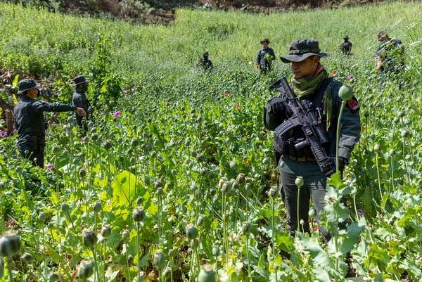 CHIANG MAI, THAILAND - 25 Şubat 2022: Tayland Sınır Devriyesi Bölge 3 yetkilisi Mae Wang bölgesinde afyon tarlasını yok ederken, işlenmemiş afyon eroin işlemine tabi tutulabilir. 