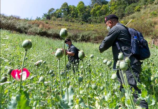 CHIANG MAI, THAILAND - 25 Şubat 2022 Tayland Sınır Devriyesi Bölge 3 yetkilisi Mae Wang bölgesinde afyon tarlasını imha etti, ham afyon eroin olarak işlenebilir.