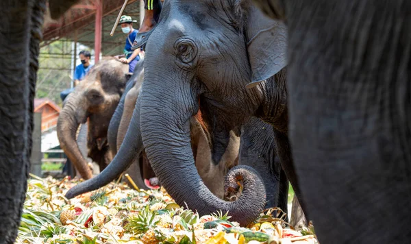 CHIANG MAI, THAILAND - 13 Mart 2022: Filler, Maetaeng Fil Parkı 'ndaki Ulusal Fil Günü münasebetiyle açık büfede çeşitli meyve ve bitkilerin tadını çıkarıyorlar..