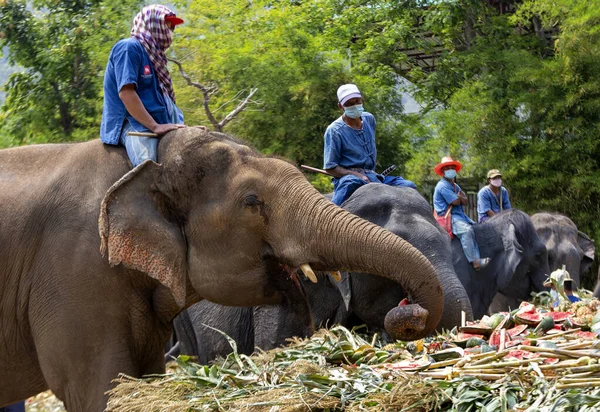 CHIANG MAI, THAILAND - 13 Mart 2022: Filler, Maetaeng Fil Parkı 'ndaki Ulusal Fil Günü münasebetiyle açık büfede çeşitli meyve ve bitkilerin tadını çıkarıyorlar..