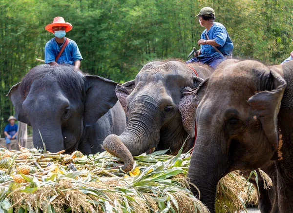 CHIANG MAI, THAILAND - 13 Mart 2022: Filler, Maetaeng Fil Parkı 'ndaki Ulusal Fil Günü münasebetiyle açık büfede çeşitli meyve ve bitkilerin tadını çıkarıyorlar..
