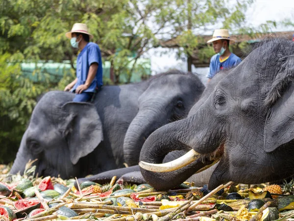 CHIANG MAI, THAILAND - 13 Mart 2022: Filler, Maetaeng Fil Parkı 'ndaki Ulusal Fil Günü münasebetiyle açık büfede çeşitli meyve ve bitkilerin tadını çıkarıyorlar..