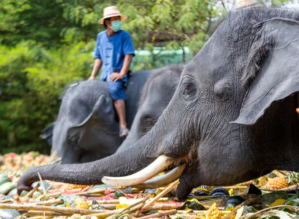 CHIANG MAI, THAILAND - 13 Mart 2022: Filler, Maetaeng Fil Parkı 'ndaki Ulusal Fil Günü münasebetiyle açık büfede çeşitli meyve ve bitkilerin tadını çıkarıyorlar..