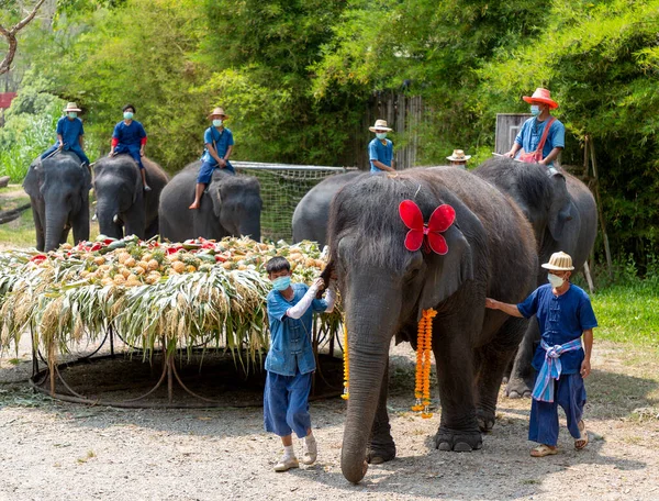 CHIANG MAI, THAILAND - 13 Mart 2022: Filler, Maetaeng Fil Parkı 'ndaki Ulusal Fil Günü münasebetiyle açık büfede çeşitli meyve ve bitkilerin tadını çıkarıyorlar..