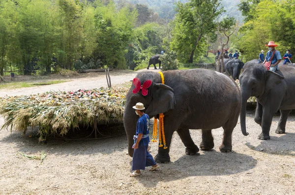 CHIANG MAI, THAILAND - 13 Mart 2022: Filler, Maetaeng Fil Parkı 'ndaki Ulusal Fil Günü münasebetiyle açık büfede çeşitli meyve ve bitkilerin tadını çıkarıyorlar..