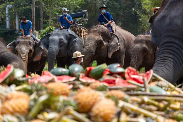 CHIANG MAI, THAILAND - 13 Mart 2022: Filler, Maetaeng Fil Parkı 'ndaki Ulusal Fil Günü münasebetiyle açık büfede çeşitli meyve ve bitkilerin tadını çıkarıyorlar..