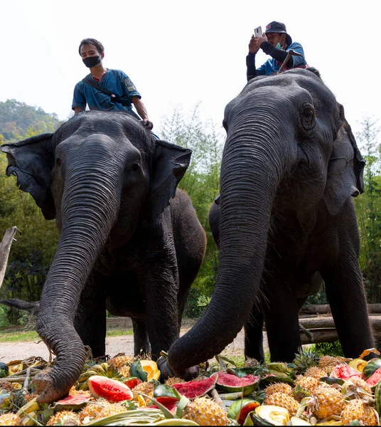 CHIANG MAI, THAILAND - 13 Mart 2022: Filler, Maetaeng Fil Parkı 'ndaki Ulusal Fil Günü münasebetiyle açık büfede çeşitli meyve ve bitkilerin tadını çıkarıyorlar..