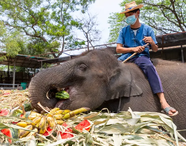 CHIANG MAI, THAILAND - 13 Mart 2022: Filler, Maetaeng Fil Parkı 'ndaki Ulusal Fil Günü münasebetiyle açık büfede çeşitli meyve ve bitkilerin tadını çıkarıyorlar..