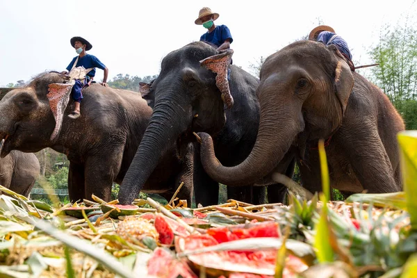 CHIANG MAI, THAILAND - 13 Mart 2022: Filler, Maetaeng Fil Parkı 'ndaki Ulusal Fil Günü münasebetiyle açık büfede çeşitli meyve ve bitkilerin tadını çıkarıyorlar..