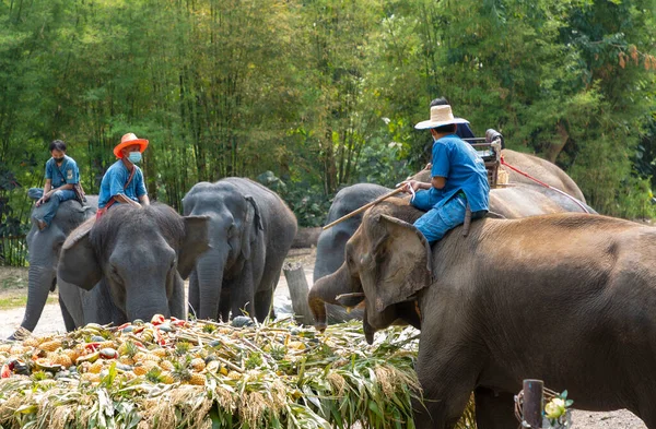 CHIANG MAI, THAILAND - 13 Mart 2022: Filler, Maetaeng Fil Parkı 'ndaki Ulusal Fil Günü münasebetiyle açık büfede çeşitli meyve ve bitkilerin tadını çıkarıyorlar..