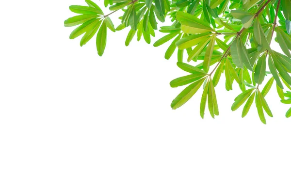 Ветка Дерева Зелеными Листьями Изолированы Белом Фоне Копировальным Пространством — стоковое фото
