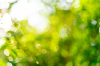 Yumuşak ışık ile yeşil doğa arkaplanının bulanık görüntüsü