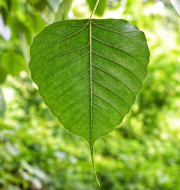 Green leaf of Ficus religiosa or Sacred fig. Bodhi or Banyan tree green leaf.