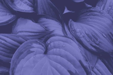 Hosta yapraklarının soyut doğal arkaplanı, yılın mor rengine boyanmış. Çok Peri tarzı. 2022 Yılı Rengi