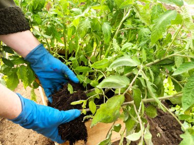 Bahçede bahar işi. Domates yetiştiriyorum. Domates fidelerini toprağa ekiyorum.