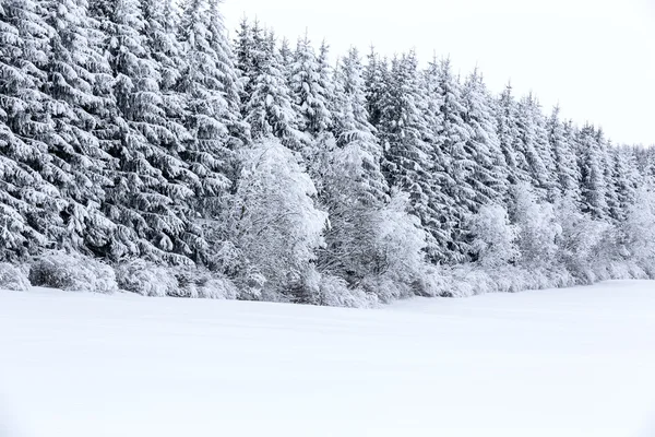 Vit vinter — Stockfoto