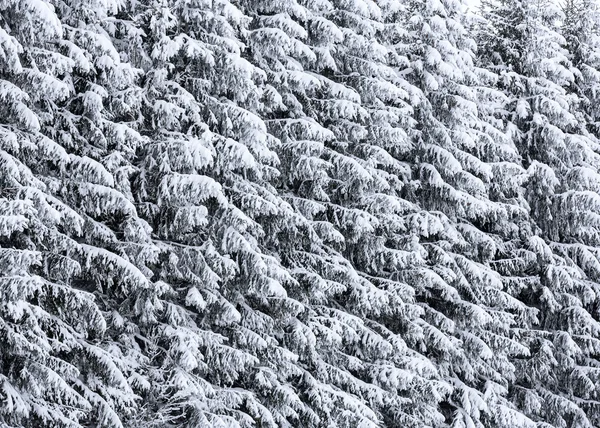 Bosque de invierno con árboles helados — Foto de Stock