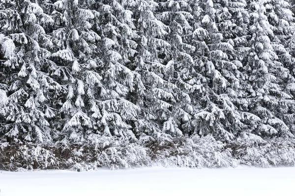 Verschneite Bäume — Stockfoto