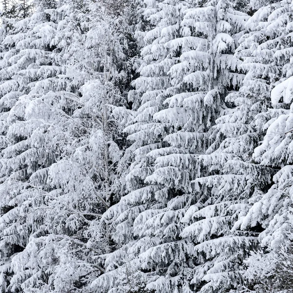 Sapins d'hiver — Photo