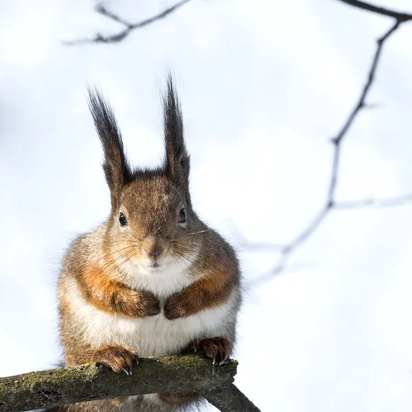 Eichhörnchen sitzt auf Baum — Stockfoto
