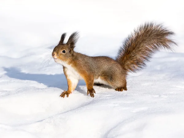 Neugieriges rotes Eichhörnchen auf Schnee — Stockfoto