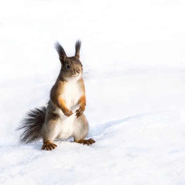 Rotes Eichhörnchen steht auf dem Schnee — Stockfoto