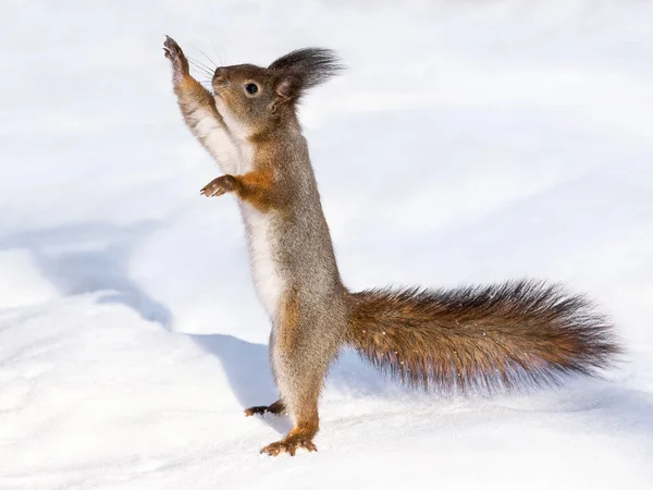 Neugieriges Eichhörnchen steht im Schnee — Stockfoto