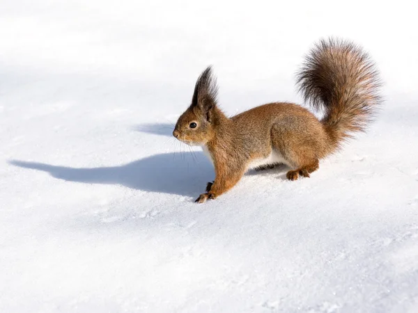 红松鼠在雪上 — 图库照片