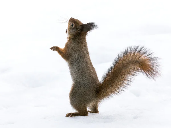 Rotes Eichhörnchen steht auf Schnee — Stockfoto