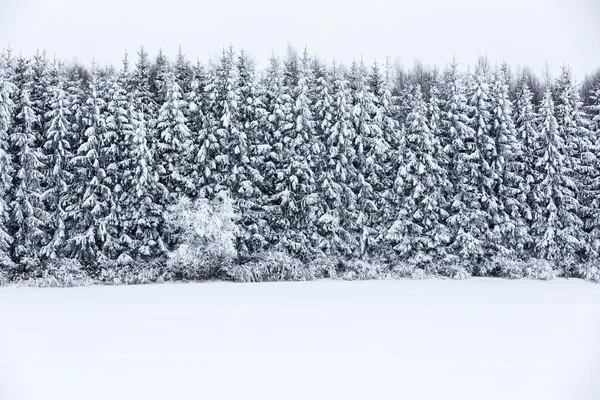 Dimmigt vinterlandskap Royaltyfria Stockfoton
