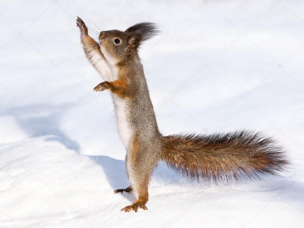 雪の上に好奇心リスの立っています ストック写真 C Akfotos 雪の上に好奇心リスの立っています ストック写真 C Akfotos