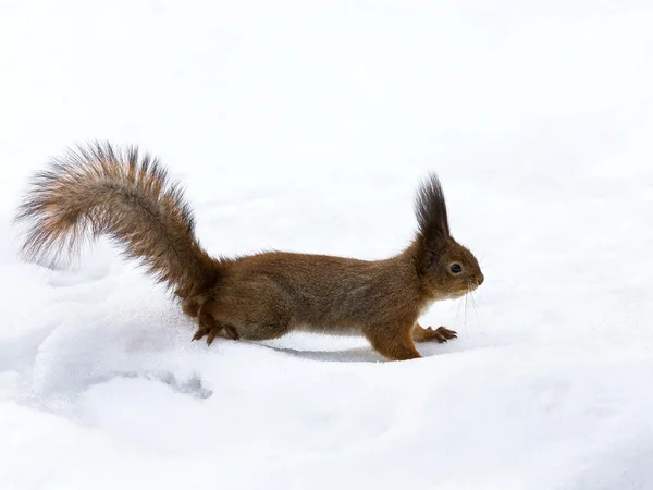 Neugierig süßes rotes Eichhörnchen — Stockfoto