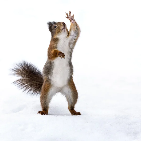 Esquilo bonito em pé na neve — Fotografia de Stock