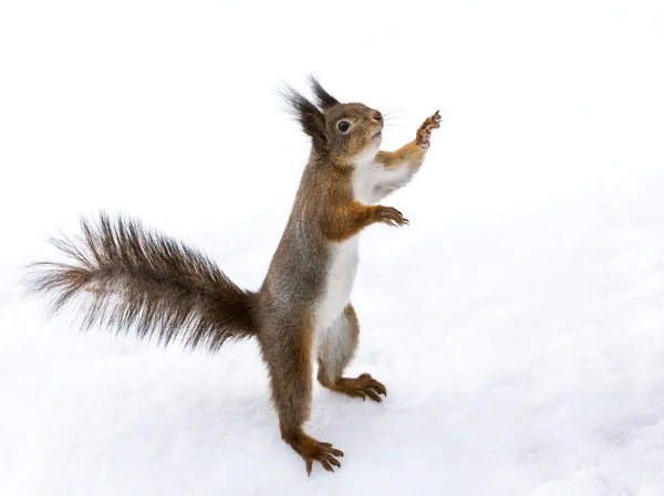 Carino scoiattolo in piedi sulla neve — Foto Stock